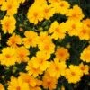 Nana Coreopsis (Tickseed) Plant -Fast Growing Trees Shop Coreopsis Nana 600x600 3216ecdb 069d 476d 8860 390f66c2a251