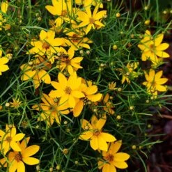 Threadleaf Coreopsis Plant -Fast Growing Trees Shop Coreopsis Zagreb 3 FGT