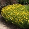 Threadleaf Coreopsis Plant -Fast Growing Trees Shop Coreopsis Zagreb FGT 600x600 508dfc5b 31d0 4725 bf88 cbef6fa5488c