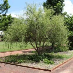 Corkscrew Willow Tree -Fast Growing Trees Shop Corkscrew Willow 1