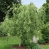 Corkscrew Willow Tree -Fast Growing Trees Shop Corkscrew Willow FGT 600x600 98e00d96 a189 43b0 87e6 dd2ecee62aac