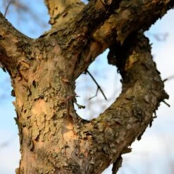 Cornelian Cherry Dogwood Tree -Fast Growing Trees Shop Cornelian Cherry Dogwood