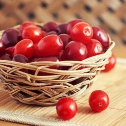 Cornelian Cherry Dogwood Tree -Fast Growing Trees Shop Cornelian Cherry Dogwood 1 FGT