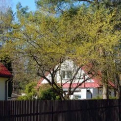 Cornelian Cherry Dogwood Tree -Fast Growing Trees Shop Cornelian Cherry Dogwood 4 FGT