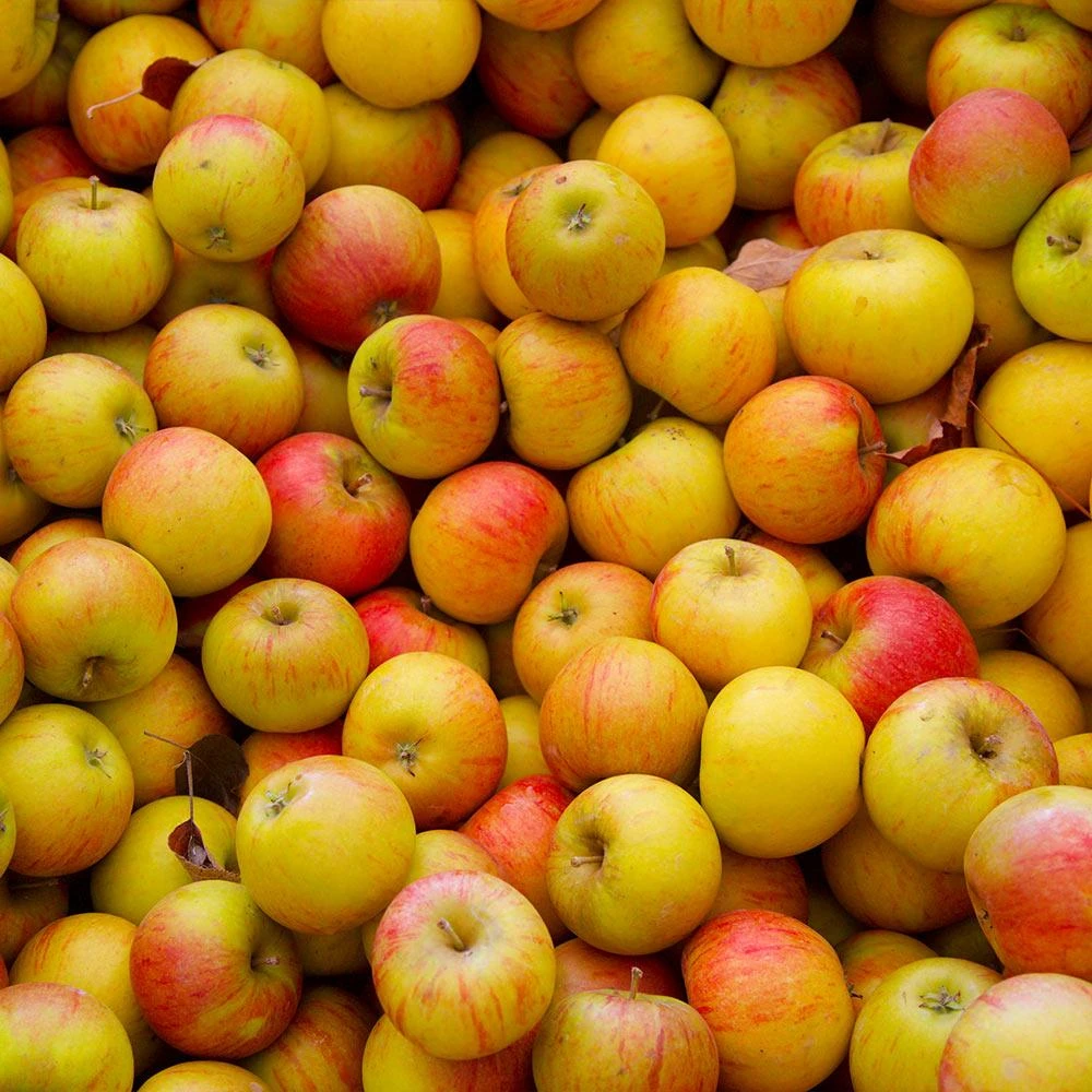 Cox's Orange Pippin Apple Tree 3 Cox's Orange Pippin Apple Tree - Image 3