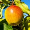 Cox's Orange Pippin Apple Tree -Fast Growing Trees Shop Coxs Orange Pippen FGT 600x600 65b7eab2 8aba 4949 9b04 4b7cb624ed71