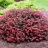 Crimson Pygmy Barberry Shrub -Fast Growing Trees Shop Crimson Pygmy Barberry 2 FGT