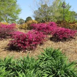 Crimson Fire™ Loropetalum 6 Crimson Fire™ Loropetalum -Fast Growing Trees Shop Crimson Fire Loropetalum 1
