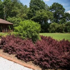 Crimson Fire™ Loropetalum 7 Crimson Fire™ Loropetalum -Fast Growing Trees Shop Crimson Fire Loropetalum 3