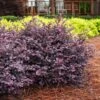 Crimson Fire™ Loropetalum -Fast Growing Trees Shop Crimson Fire Loropetalum 600x600 5f561d19 9ca6 42fb 8a72 f4e025d133ab