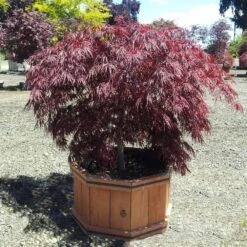Crimson Queen Japanese Maple -Fast Growing Trees Shop Crimson Queen Japanese Maple 1