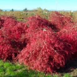 Crimson Queen Japanese Maple -Fast Growing Trees Shop Crimson Queen Japanese Maple 2