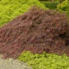 Crimson Queen Japanese Maple -Fast Growing Trees Shop Crimson Queen Japanese Maple 600x600 dc66bb60 ab31 44c4 a83f 883484bc6db2