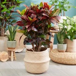 Sunset Hues House Plant Kit 13 Sunset Hues House Plant Kit -Fast Growing Trees Shop Croton Petra 1 FGT 445f7f6a 00f4 451b a6b3 3f52129ac266