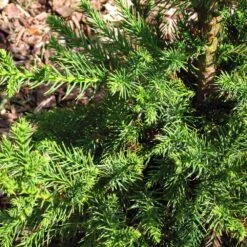 Black Dragon Cryptomeria 6 Black Dragon Cryptomeria -Fast Growing Trees Shop Cryptomeria Black Dragon 3