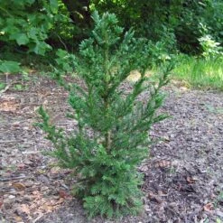 Black Dragon Cryptomeria 7 Black Dragon Cryptomeria -Fast Growing Trees Shop Cryptomeria Black Dragon 4