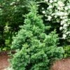 Black Dragon Cryptomeria 7 Black Dragon Cryptomeria -Fast Growing Trees Shop Cryptomeria Black Dragon FGT 600x600 9cd5898a a453 4463 8500 45fbd2c94a22