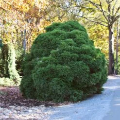 Cryptomeria 'Globosa Nana' Shrub -Fast Growing Trees Shop Cryptomeria Radicans 1 5a013f2a 9f79 4f42 98de 73ba60d03d17