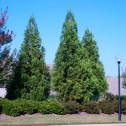 Cryptomeria Radicans -Fast Growing Trees Shop Cryptomeria Radicans 2