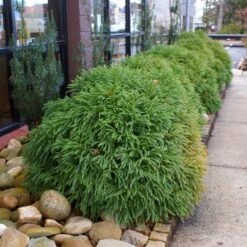 Cryptomeria 'Globosa Nana' Shrub -Fast Growing Trees Shop Cryptomeria Radicans 2 3165d994 5f65 4559 9565 a9ab498ac1dd