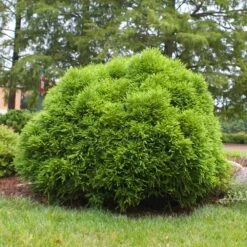 Cryptomeria 'Globosa Nana' Shrub -Fast Growing Trees Shop Cryptomeria Radicans 3