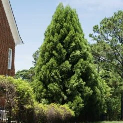 Cryptomeria Radicans -Fast Growing Trees Shop Cryptomeria Radicans 5