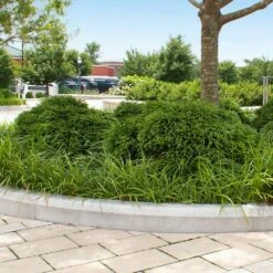 Cryptomeria 'Globosa Nana' Shrub -Fast Growing Trees Shop Cryptomeria Radicans 5 1b1b9abd 7f86 4bef bc80 cb1e72effa46