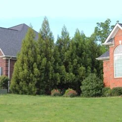 Cryptomeria Radicans -Fast Growing Trees Shop Cryptomeria Radicans 6