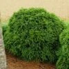 Cryptomeria 'Globosa Nana' Shrub -Fast Growing Trees Shop Cryptomeria Radicans 600x600 99218423 fc21 4960 9e8d 861b80f63d4c