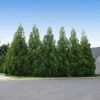 Cryptomeria Radicans -Fast Growing Trees Shop Cryptomeria Radicans 600x600 f0794d61 8be6 47dd 9184 058f95af30dd