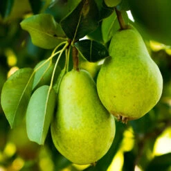 5-in-1 Pear Surprise Tree -Fast Growing Trees Shop DAnjou Pear 2FGT 73383108 937f 4acd a537 a189c0e02da1