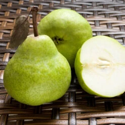 D'Anjou Pear Tree -Fast Growing Trees Shop DAnjou Pear 3 FGT da277ba9 1c1c 4f9f 9202 bc3a27216f3b