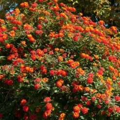 Dallas Red Lantana -Fast Growing Trees Shop Dallas Red lantana 2