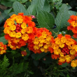 Dallas Red Lantana -Fast Growing Trees Shop Dallas Red lantana 4