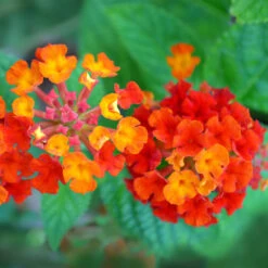 Dallas Red Lantana -Fast Growing Trees Shop Dallas Red lantana 7 FGTjpg
