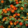 Dallas Red Lantana -Fast Growing Trees Shop Dallas Red lantana FGT 600x600 9259de82 fa99 437e 9033 05b9b734c26f