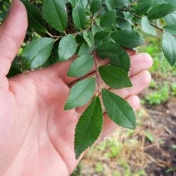 DannaSpire Columnar Elm Tree -Fast Growing Trees Shop Danaspire Elm 2