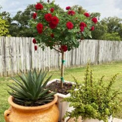 Dancing In The Dark™ Rose Tree -Fast Growing Trees Shop Dancing in the Dark 2