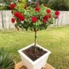 Dancing In The Dark™ Rose Tree -Fast Growing Trees Shop Dancing in the Dark 600x600 06a663a3 bb3b 4a66 96da 692c148c00ae