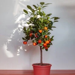 Dancy Tangerine Tree -Fast Growing Trees Shop Dancy Tangerine 2 FGT