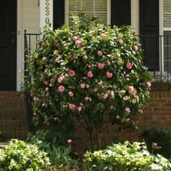 Debutante Camellia -Fast Growing Trees Shop Debutante Camellia 1