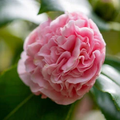 Debutante Camellia -Fast Growing Trees Shop Debutante Camellia 3 FGT