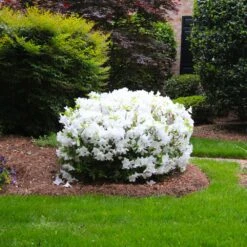 Delaware Valley White Azalea -Fast Growing Trees Shop Delaware Valley Azalea FGT 2
