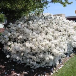 Delaware Valley White Azalea -Fast Growing Trees Shop Delaware Valley Azalea FGT 3