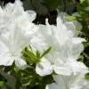 Delaware Valley White Azalea 11 Delaware Valley White Azalea -Fast Growing Trees Shop Delaware Valley Azalea FGT 600x600 00619668 24d4 47d2 8325 74071c92d4ae