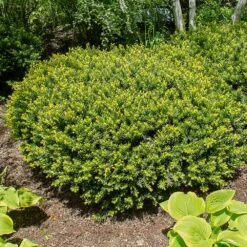 Dense Spreading Yew -Fast Growing Trees Shop Dense spreading yew 1