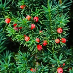 Dense Spreading Yew -Fast Growing Trees Shop Dense spreading yew 3 FGT