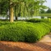 Dense Spreading Yew 9 Dense Spreading Yew -Fast Growing Trees Shop Dense spreading yew FGT 600x600 e957b545 421a 44cc 9fc5 5adabf8987c3