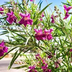 Bubba Jones Desert Willow -Fast Growing Trees Shop Desert WIllow Bubba Jones 1