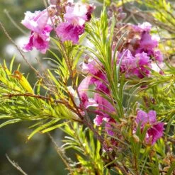 Bubba Jones Desert Willow -Fast Growing Trees Shop Desert WIllow Bubba Jones 2